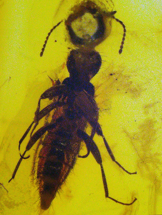 虫の保存状態に驚愕せよ!ヒメガガンボ科の虫とハネカクシ科の虫を内包したバルティックアンバー(Amber)(その3)