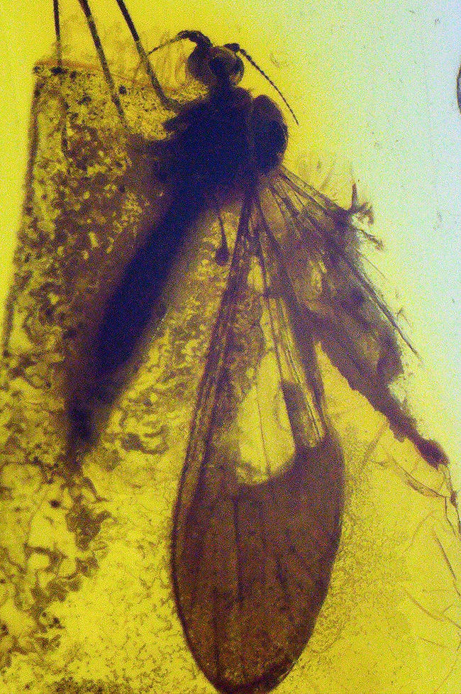 虫の保存状態に驚愕せよ！ヒメガガンボ科の虫とハネカクシ科の虫を内包したバルティックアンバー（Amber）（その5）