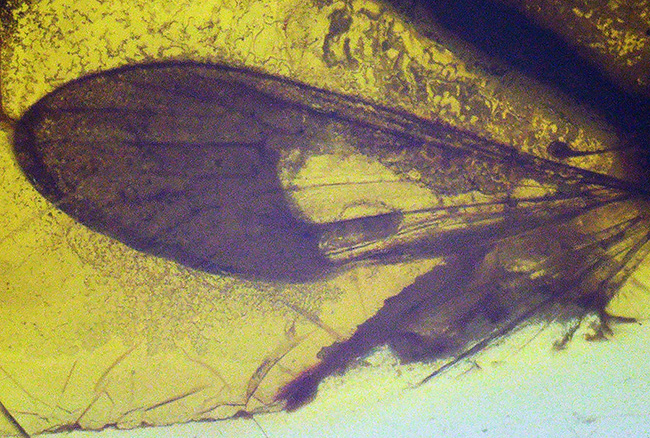 虫の保存状態に驚愕せよ!ヒメガガンボ科の虫とハネカクシ科の虫を内包したバルティックアンバー(Amber)(その6)