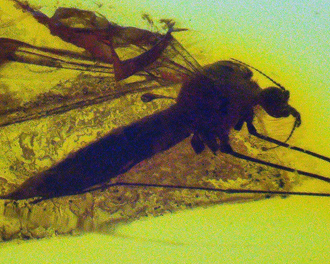 虫の保存状態に驚愕せよ!ヒメガガンボ科の虫とハネカクシ科の虫を内包したバルティックアンバー(Amber)(その7)