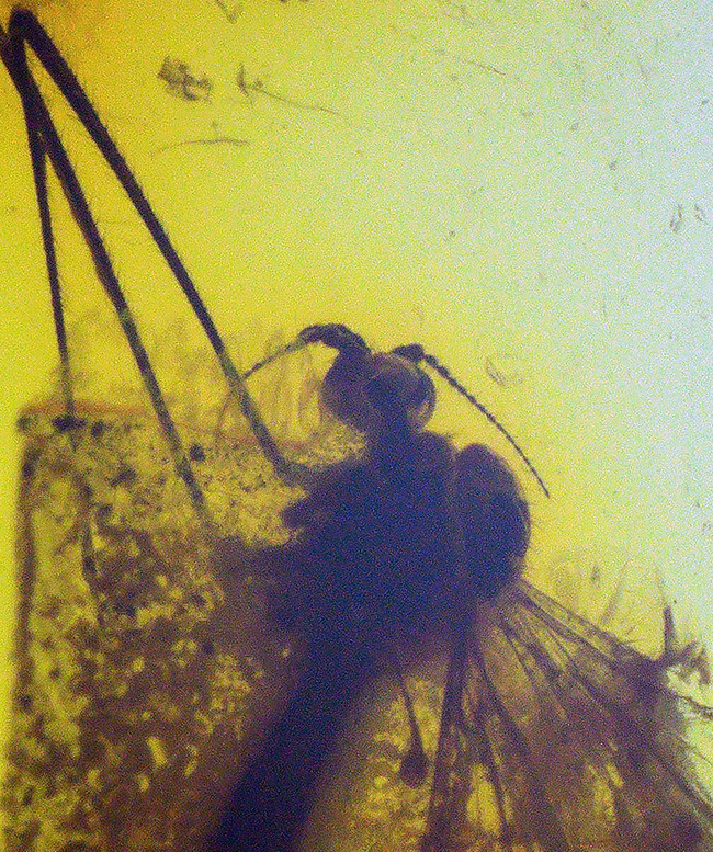 虫の保存状態に驚愕せよ!ヒメガガンボ科の虫とハネカクシ科の虫を内包したバルティックアンバー(Amber)(その8)