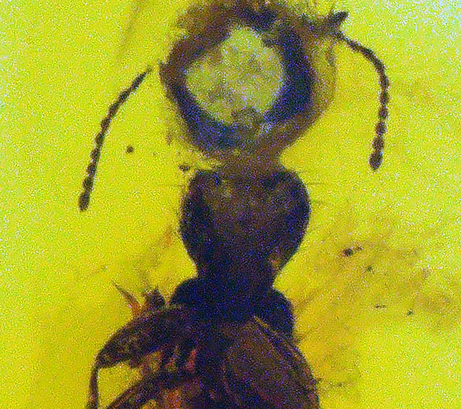 虫の保存状態に驚愕せよ！ヒメガガンボ科の虫とハネカクシ科の虫を内包したバルティックアンバー（Amber）（その9）