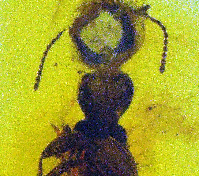 虫の保存状態に驚愕せよ!ヒメガガンボ科の虫とハネカクシ科の虫を内包したバルティックアンバー(Amber)(その9)