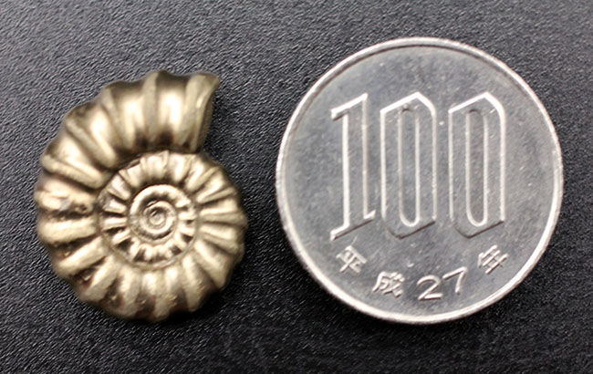 欠けたところがない良形、イングランドーセット州産、パイライト化したゴールデン・プロミクロセラス(Promicroceras pyritosum)(その6)
