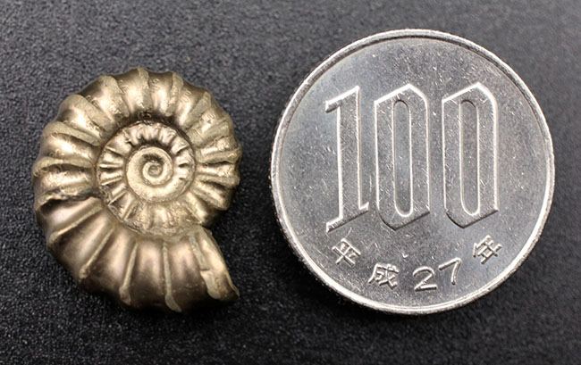 欠けたところがない良形、イングランドーセット州産、パイライト化したゴールデン・プロミクロセラス(Promicroceras pyritosum)(その7)