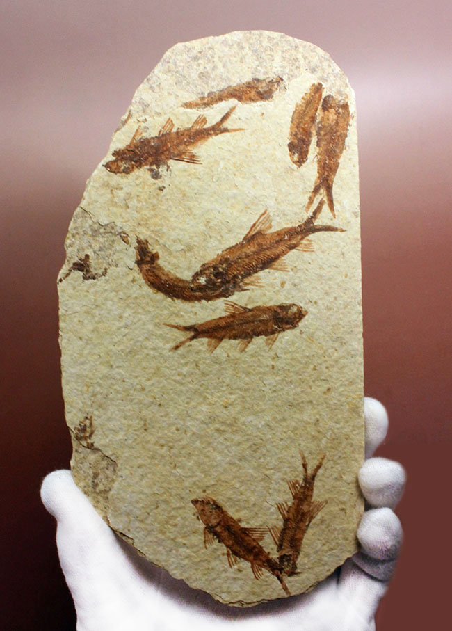 ９匹の古代魚が同居したマルチプレート標本！米国ワイオミング州グリーンリバー層を代表する古代魚、ナイティア（Knightia）（その1）