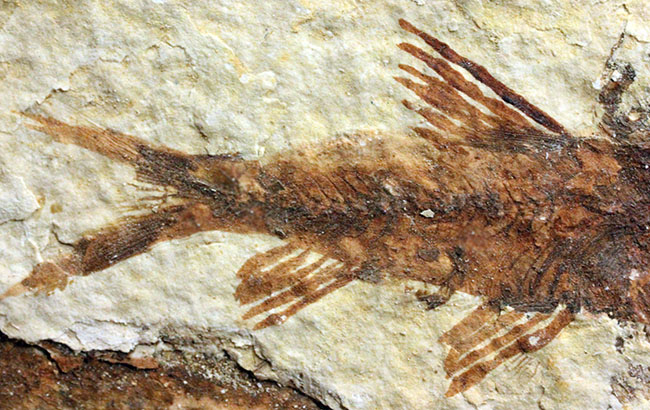 ９匹の古代魚が同居したマルチプレート標本！米国ワイオミング州グリーンリバー層を代表する古代魚、ナイティア（Knightia）（その10）
