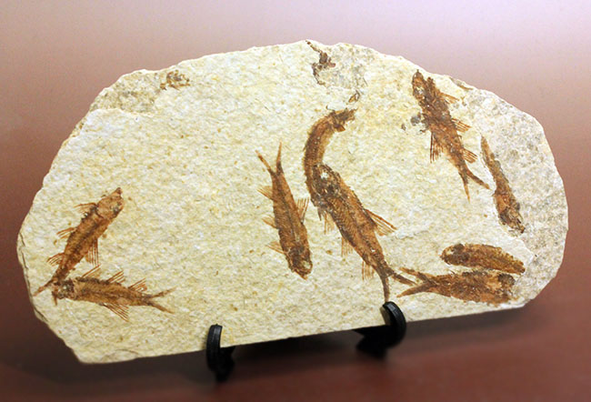 ９匹の古代魚が同居したマルチプレート標本！米国ワイオミング州グリーンリバー層を代表する古代魚、ナイティア（Knightia）（その11）
