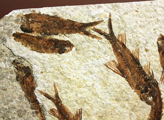 ９匹の古代魚が同居したマルチプレート標本！米国ワイオミング州グリーンリバー層を代表する古代魚、ナイティア（Knightia）（その12）