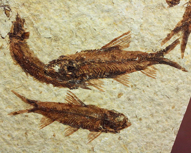 ９匹の古代魚が同居したマルチプレート標本！米国ワイオミング州グリーンリバー層を代表する古代魚、ナイティア（Knightia）（その13）