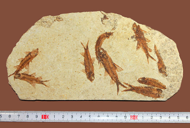 ９匹の古代魚が同居したマルチプレート標本！米国ワイオミング州グリーンリバー層を代表する古代魚、ナイティア（Knightia）（その14）