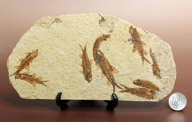 ９匹の古代魚が同居したマルチプレート標本！米国ワイオミング州グリーンリバー層を代表する古代魚、ナイティア（Knightia）（その16）