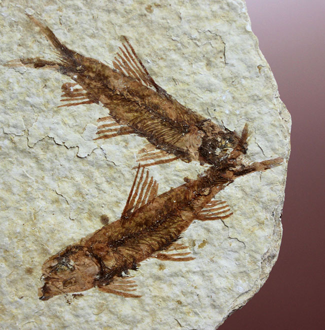 ９匹の古代魚が同居したマルチプレート標本！米国ワイオミング州グリーンリバー層を代表する古代魚、ナイティア（Knightia）（その2）