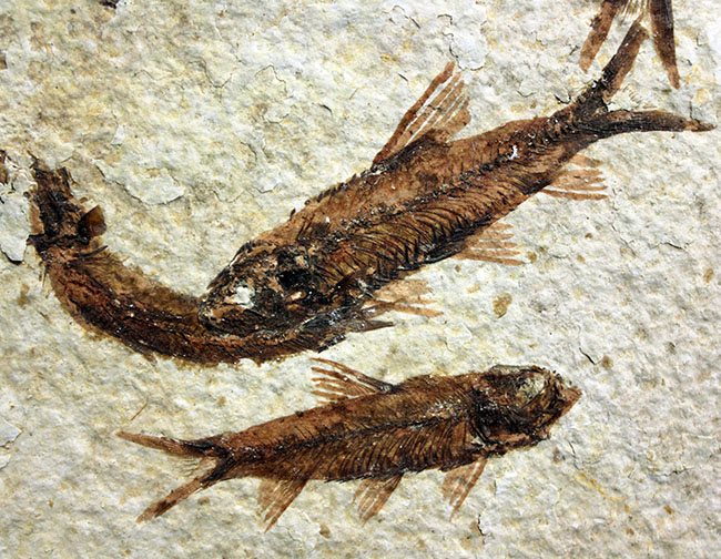 ９匹の古代魚が同居したマルチプレート標本！米国ワイオミング州グリーンリバー層を代表する古代魚、ナイティア（Knightia）（その3）