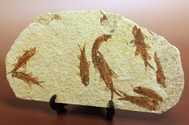 ９匹の古代魚が同居したマルチプレート標本！米国ワイオミング州グリーンリバー層を代表する古代魚、ナイティア（Knightia）（その4）