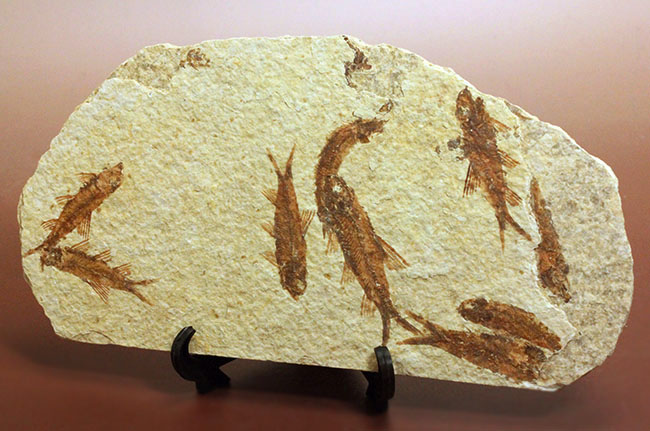 ９匹の古代魚が同居したマルチプレート標本！米国ワイオミング州グリーンリバー層を代表する古代魚、ナイティア（Knightia）（その4）