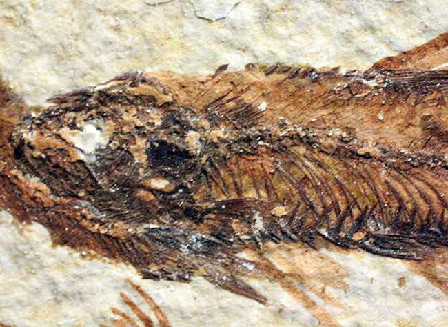 ９匹の古代魚が同居したマルチプレート標本！米国ワイオミング州グリーンリバー層を代表する古代魚、ナイティア（Knightia）（その5）