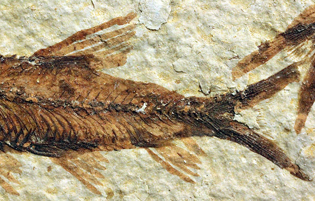 ９匹の古代魚が同居したマルチプレート標本！米国ワイオミング州グリーンリバー層を代表する古代魚、ナイティア（Knightia）（その6）
