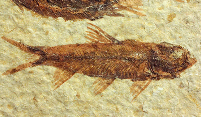 ９匹の古代魚が同居したマルチプレート標本！米国ワイオミング州グリーンリバー層を代表する古代魚、ナイティア（Knightia）（その7）