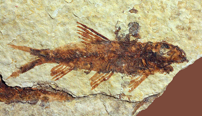 ９匹の古代魚が同居したマルチプレート標本！米国ワイオミング州グリーンリバー層を代表する古代魚、ナイティア（Knightia）（その8）