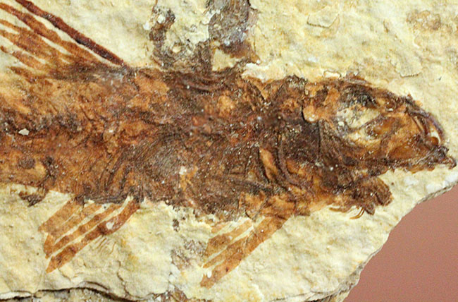 ９匹の古代魚が同居したマルチプレート標本！米国ワイオミング州グリーンリバー層を代表する古代魚、ナイティア（Knightia）（その9）