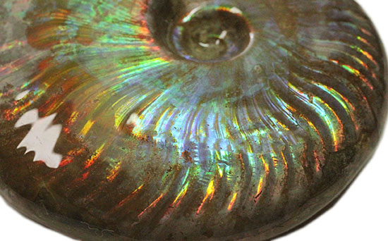 虹色を楽しめる貴重な厳選標本!マダガスカル産イリデッセンス(iridescence)アンモナイト(その3)