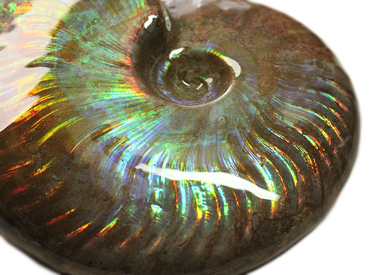 虹色を楽しめる貴重な厳選標本!マダガスカル産イリデッセンス(iridescence)アンモナイト(その5)