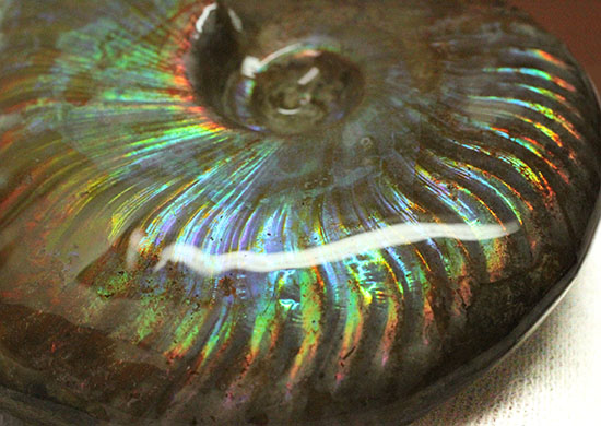 虹色を楽しめる貴重な厳選標本!マダガスカル産イリデッセンス(iridescence)アンモナイト(その9)