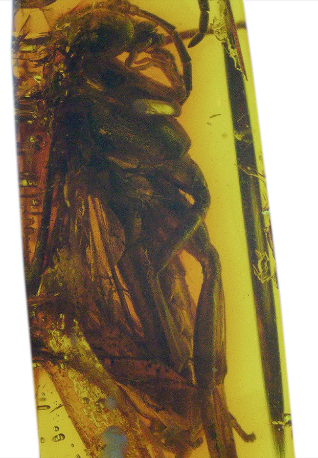 衝撃度ナンバーワン！これは虫の缶詰だ！およそ４０００万年前のベッコウバチ科（Spider wasp）の虫が内包されたバルティックアンバー（Amber）（その1）