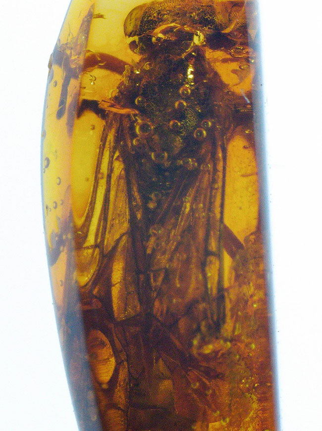 衝撃度ナンバーワン！これは虫の缶詰だ！およそ４０００万年前のベッコウバチ科（Spider wasp）の虫が内包されたバルティックアンバー（Amber）（その10）