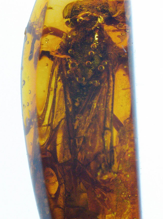 衝撃度ナンバーワン!これは虫の缶詰だ!およそ4000万年前のベッコウバチ科(Spider wasp)の虫が内包されたバルティックアンバー(Amber)(その10)