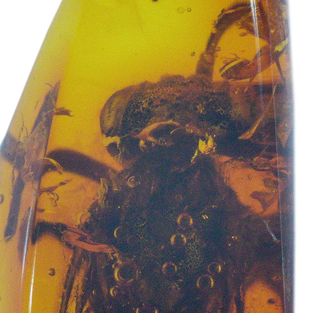 衝撃度ナンバーワン!これは虫の缶詰だ!およそ4000万年前のベッコウバチ科(Spider wasp)の虫が内包されたバルティックアンバー(Amber)(その11)