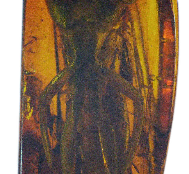 衝撃度ナンバーワン!これは虫の缶詰だ!およそ4000万年前のベッコウバチ科(Spider wasp)の虫が内包されたバルティックアンバー(Amber)(その12)