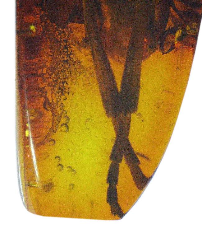 衝撃度ナンバーワン!これは虫の缶詰だ!およそ4000万年前のベッコウバチ科(Spider wasp)の虫が内包されたバルティックアンバー(Amber)(その13)