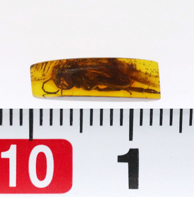衝撃度ナンバーワン！これは虫の缶詰だ！およそ４０００万年前のベッコウバチ科（Spider wasp）の虫が内包されたバルティックアンバー（Amber）（その14）