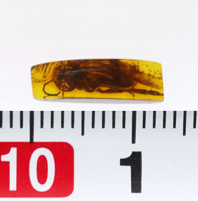 衝撃度ナンバーワン!これは虫の缶詰だ!およそ4000万年前のベッコウバチ科(Spider wasp)の虫が内包されたバルティックアンバー(Amber)(その14)