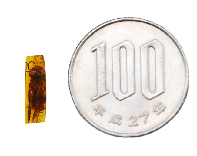 衝撃度ナンバーワン!これは虫の缶詰だ!およそ4000万年前のベッコウバチ科(Spider wasp)の虫が内包されたバルティックアンバー(Amber)(その15)