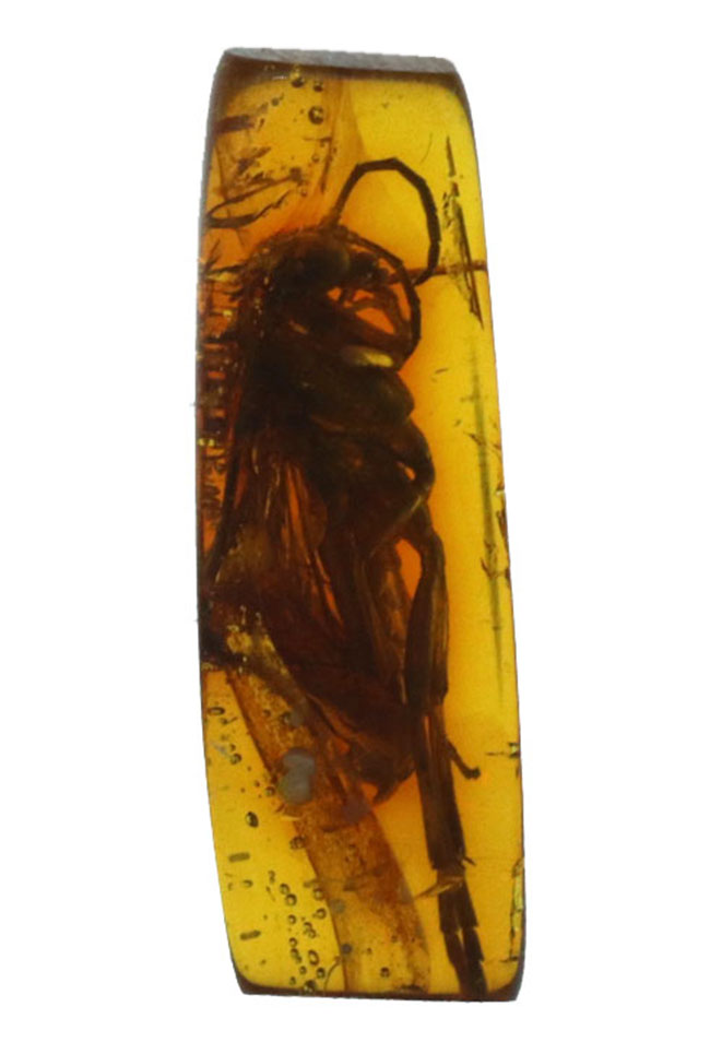 衝撃度ナンバーワン!これは虫の缶詰だ!およそ4000万年前のベッコウバチ科(Spider wasp)の虫が内包されたバルティックアンバー(Amber)(その2)