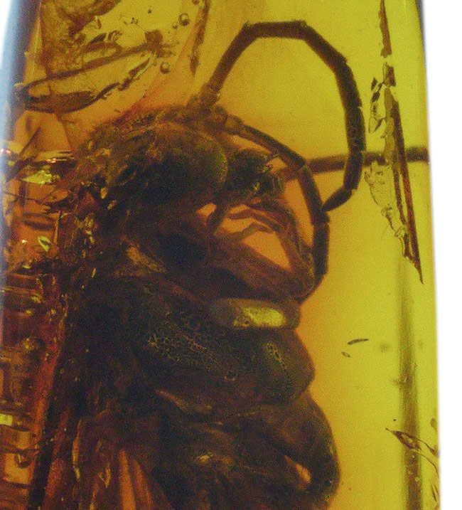 衝撃度ナンバーワン！これは虫の缶詰だ！およそ４０００万年前のベッコウバチ科（Spider wasp）の虫が内包されたバルティックアンバー（Amber）（その3）