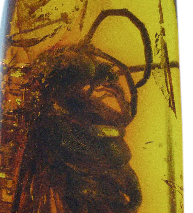 衝撃度ナンバーワン!これは虫の缶詰だ!およそ4000万年前のベッコウバチ科(Spider wasp)の虫が内包されたバルティックアンバー(Amber)(その3)
