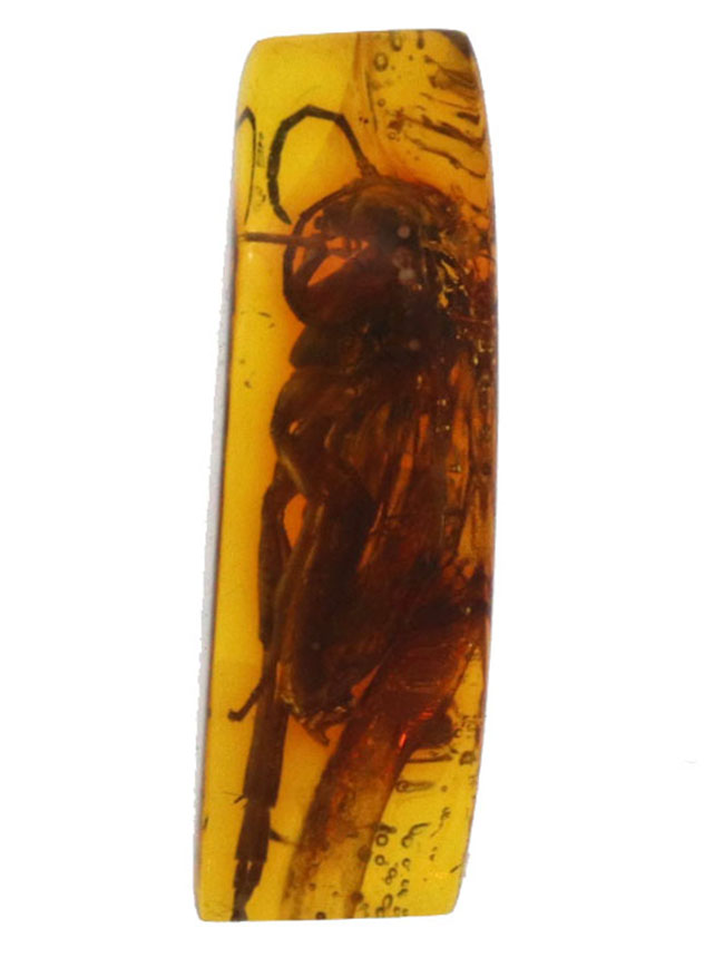 衝撃度ナンバーワン!これは虫の缶詰だ!およそ4000万年前のベッコウバチ科(Spider wasp)の虫が内包されたバルティックアンバー(Amber)(その4)