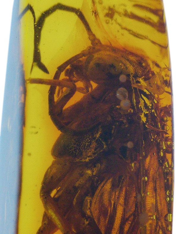 衝撃度ナンバーワン!これは虫の缶詰だ!およそ4000万年前のベッコウバチ科(Spider wasp)の虫が内包されたバルティックアンバー(Amber)(その5)