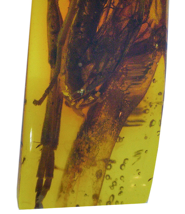衝撃度ナンバーワン!これは虫の缶詰だ!およそ4000万年前のベッコウバチ科(Spider wasp)の虫が内包されたバルティックアンバー(Amber)(その7)