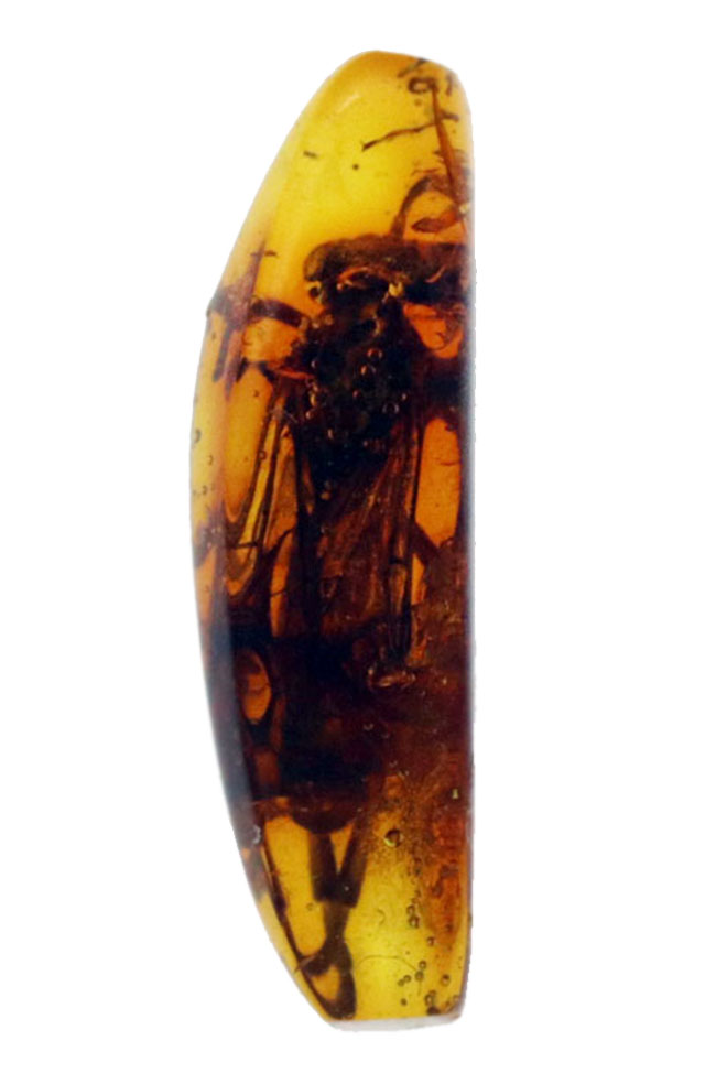 衝撃度ナンバーワン!これは虫の缶詰だ!およそ4000万年前のベッコウバチ科(Spider wasp)の虫が内包されたバルティックアンバー(Amber)(その9)