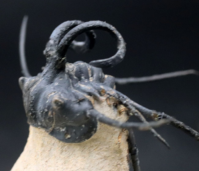 映画のクリーチャーのモチーフにもなった奇々怪々な風貌！最も人気のある三葉虫の一つ、ディクラヌルス・モンストローサス（Dicranurus monstrosus）（その1）