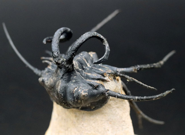 映画のクリーチャーのモチーフにもなった奇々怪々な風貌！最も人気の