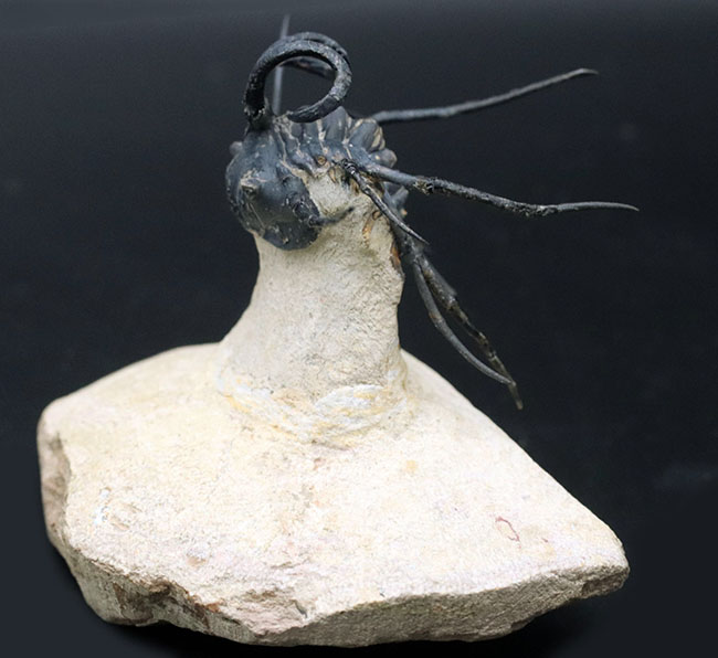 ディクラヌルス　モンストローサス 映画のクリーチャーのモチーフにもなった奇々怪々な風貌！最も人気の