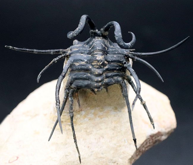 映画のクリーチャーのモチーフにもなった奇々怪々な風貌！最も人気のある三葉虫の一つ、ディクラヌルス・モンストローサス（Dicranurus monstrosus）（その5）
