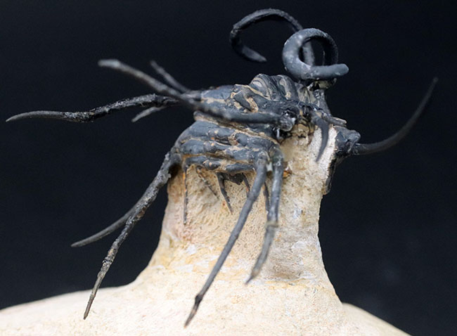 映画のクリーチャーのモチーフにもなった奇々怪々な風貌！最も人気のある三葉虫の一つ、ディクラヌルス・モンストローサス（Dicranurus monstrosus）（その6）
