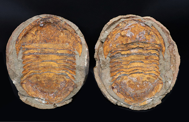 非常に希少!20センチ近い巨大なモロッコ産のアサフス(Asaphid trilobites)のネガポジ標本、しかもパーフェクトなノジュールを形成!(その1)